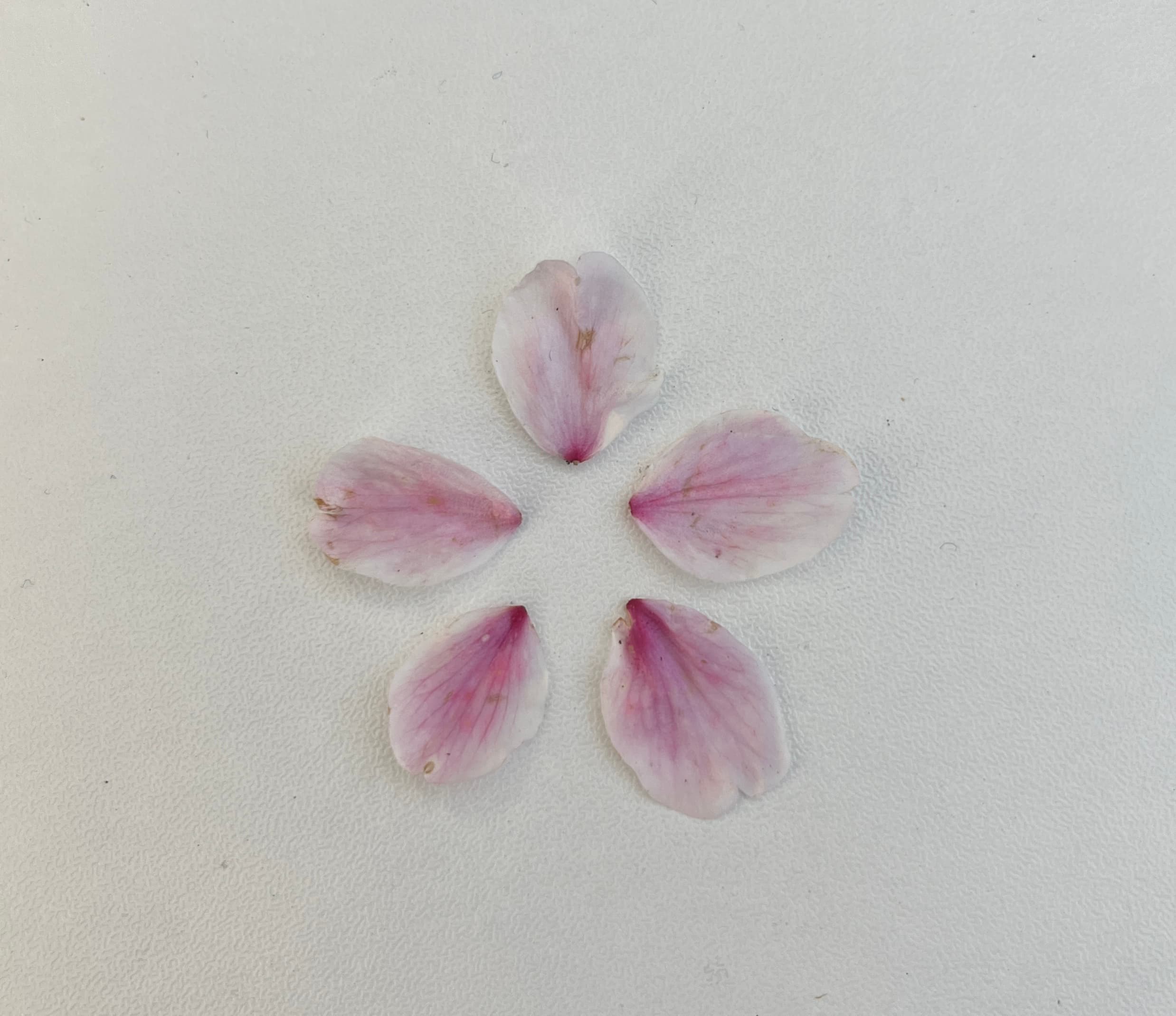 送你一朵小红花