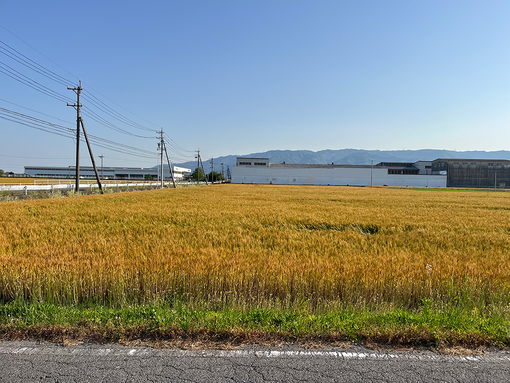 金黄的田野